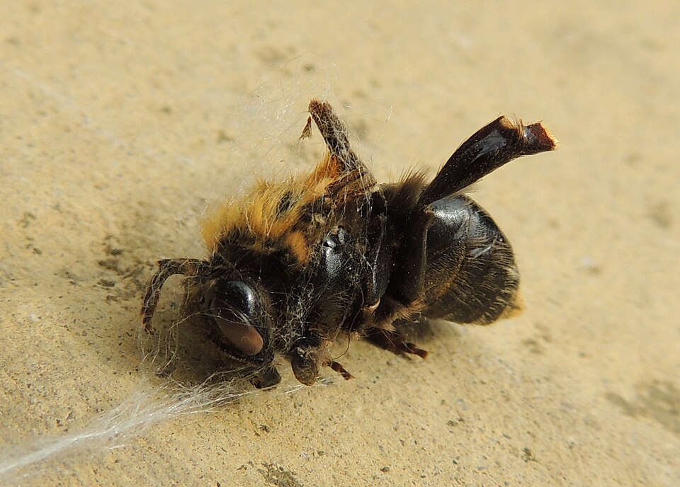 File:Dead tree bumblebee (Bombus hypnorum), Sandy, Bedfordshire (9513379754).jpg
